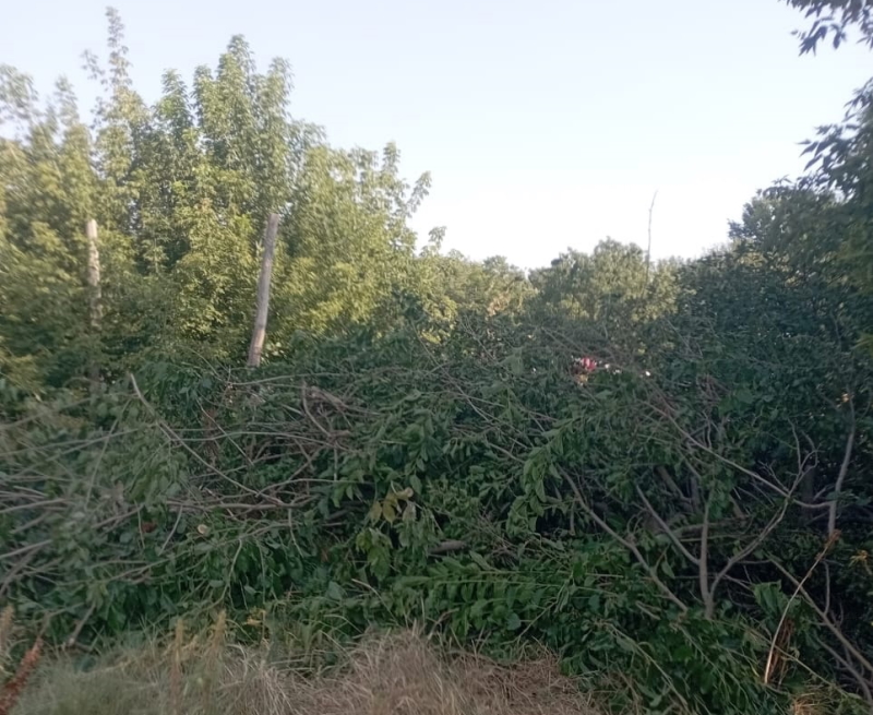 Кронирование и спил деревьев в селе Подлесном.